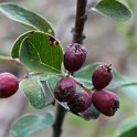 Cotoneaster granatensis  -  ENDEMISMO IBERICO